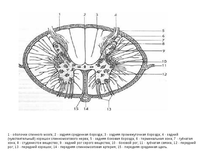 Строение сегмента спинного мозга рисунок с обозначениями