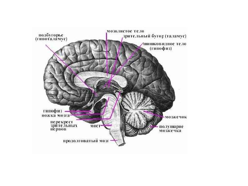 Память в каком отделе мозга. Зрительный Перекрест гипоталамуса. Мозолистое тело зрительный бугор. Мозговые структуры памяти. Зона памяти в мозге.