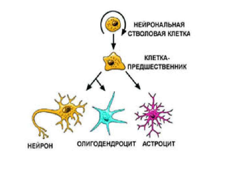 Деление нервных клеток. Стволовые клетки нервной ткани. Клетки предшественники нейронов. Нейральные стволовые клетки. Нейрональная стволовая клетка.