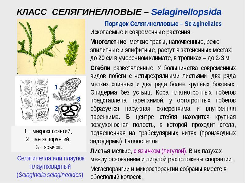 сальвиния спорангии. сальвиниевые папоротники. мегаспорангии и микроспорангии. женский заросток селагинелла. внешнее строение селагинеллы.
