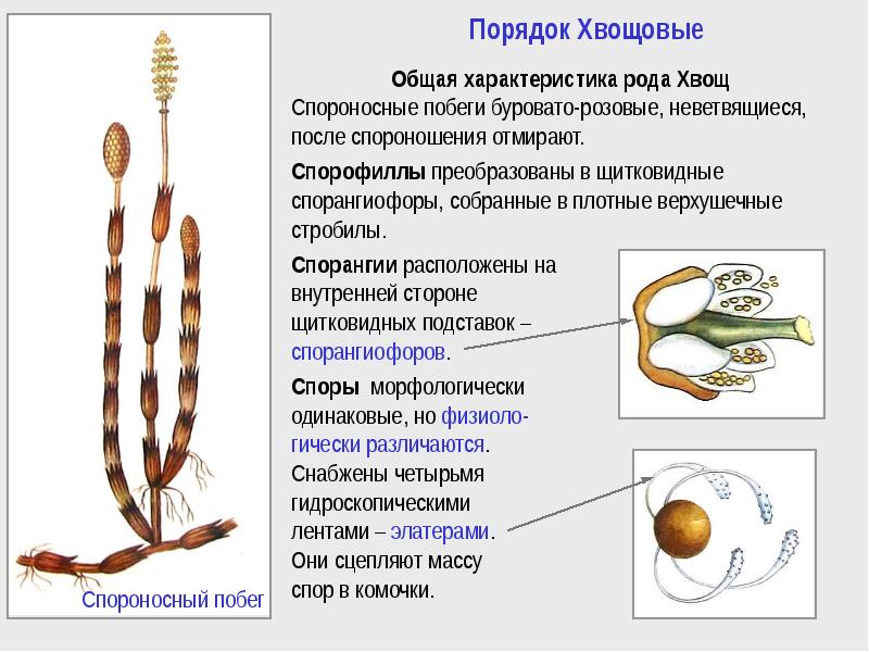 Отдел хвощевидные презентация