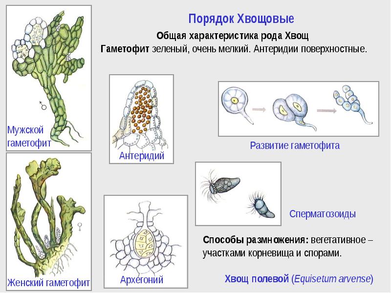 Схема развития хвоща