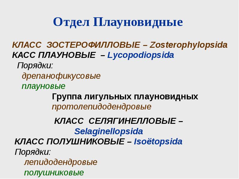 Плауновидные классы. Отдел Плауновидные классы. Отдел Плауновидные систематика. Плауновидные классификация. Классификация отдела плауновидных.