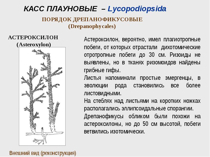 Редуцированная высота стенки это