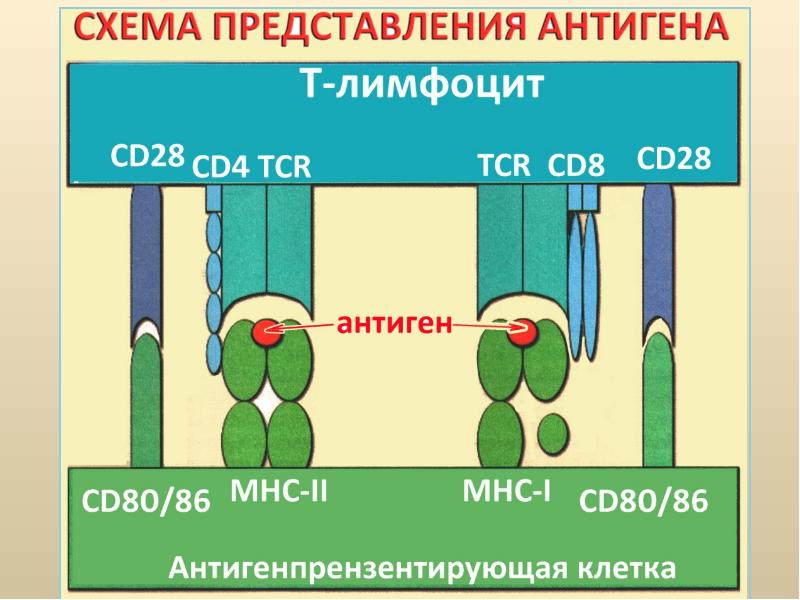 Представление схема. Представление антигена. Закономерности иммунного ответа. Механизм антиген представления. Функция антиген представления.