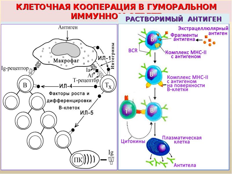 Схема кооперации клеток при формировании гуморального иммунного ответа