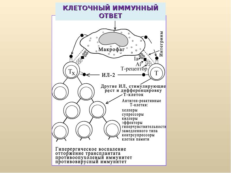 Клеточный иммунный ответ схема для тупых