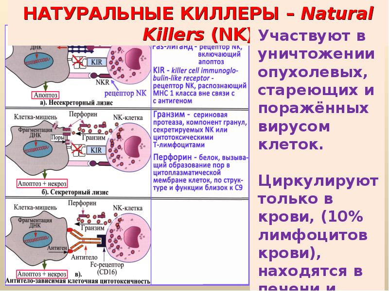 Взаимодействие клеток