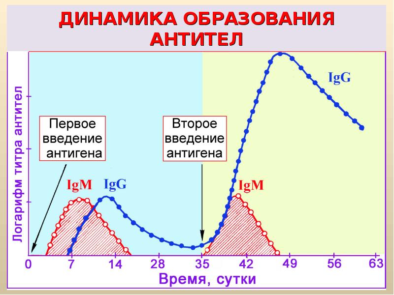 Вторичный иммунный ответ схема