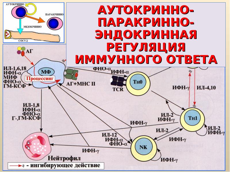 Взаимодействие клеток