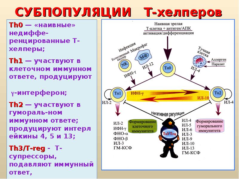 Взаимодействие клеток