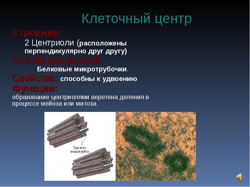 Центриоли функции. Центриоли клеточного центра. Центриоли строение и функции таблица 10 класс. Клеточный центр в клетке растений.