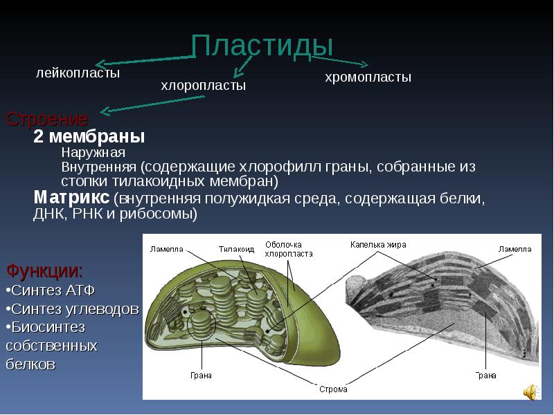 Пластиды рисунок с подписями