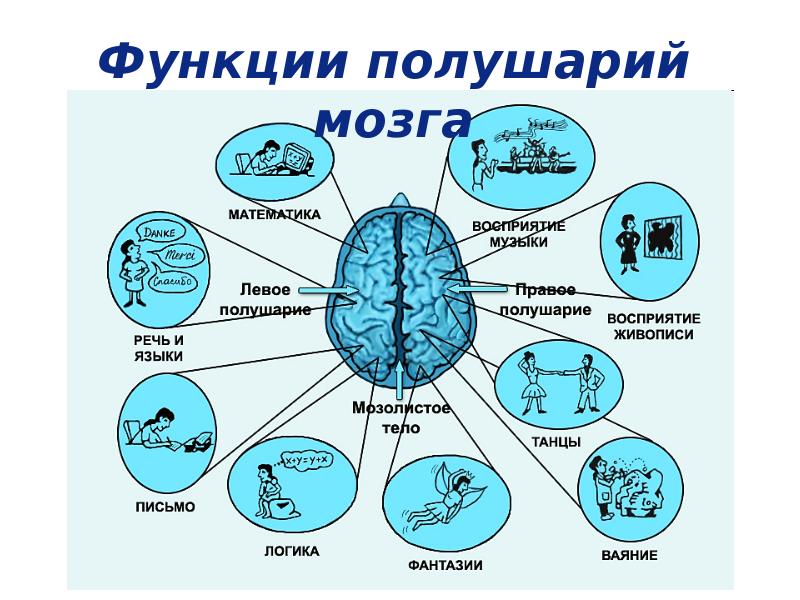 Функции полушарий мозга. Полушария и их функции. Роль различных отделов ЦНС В регуляции физиологических функций. Левое полушарие отвечает за логику а правое за творчество.