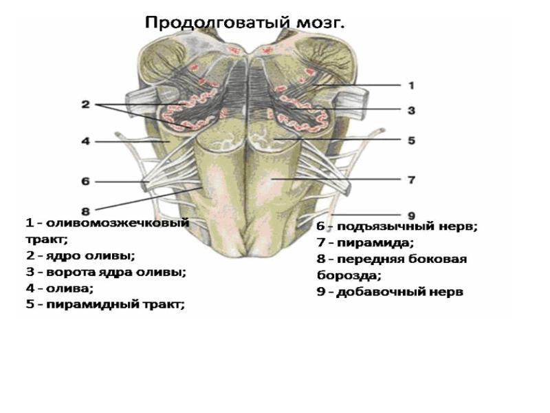 Продолговатый мозг картинка с подписями