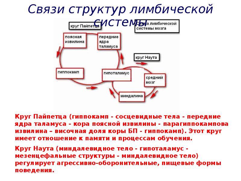 Роль структур. Пути лимбической системы. Лимбическая система пути. Афферентные и эфферентные пути к структурам лимбической системы. Афферентные пути к структурам лимбической системы.