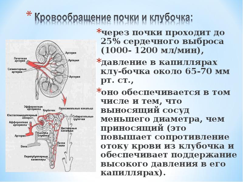 Функции почек презентация