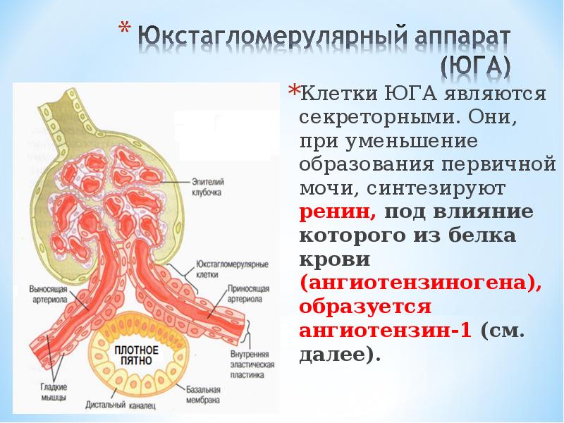 Юкстагломерулярный аппарат схема