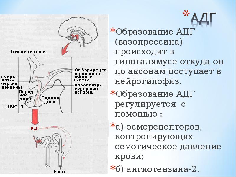 Неадекватной секреции адг