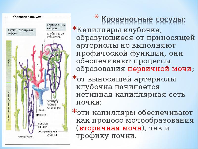 Легочная артерия. При кровообращении в капиллярах происходит. Чудесная сеть почки. При кровообращении в капиллярах происходит. Кровь система кровообращения.