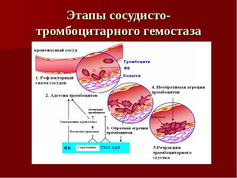 Свертывание крови физиология схема