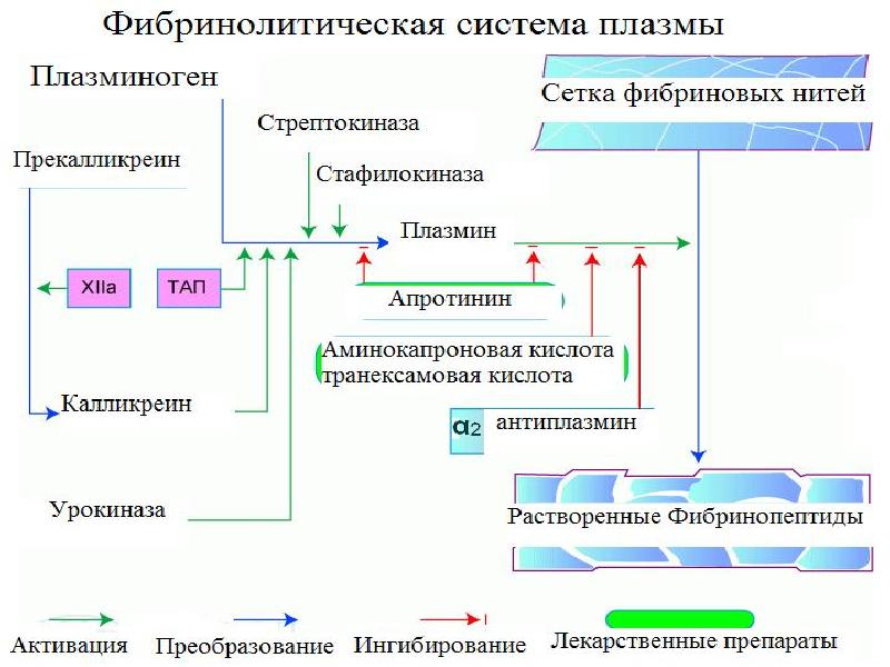 Плазменные факторы свертывания крови схема