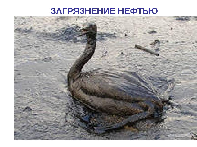ЗАГРЯЗНЕНИЕ НЕФТЬЮ