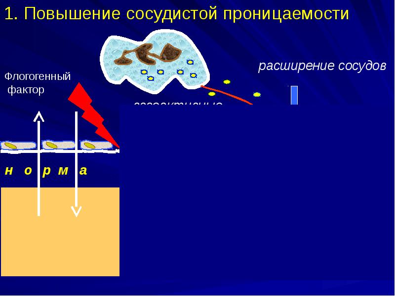 Повышение проницаемости сосудов. Повышение сосудистой проницаемости при воспалении. Повышение проницаемости стенок сосудов. Механизмы повышения проницаемости сосудистой стенки при воспалении.