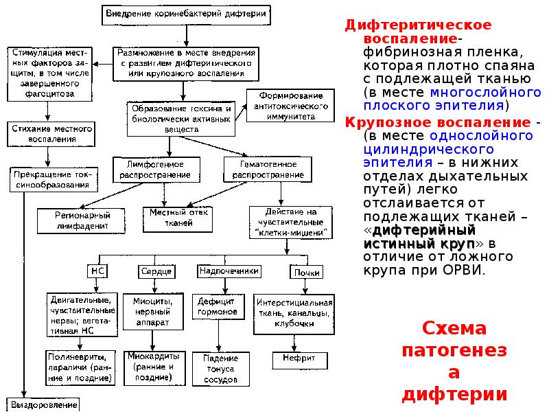 Патогенез дифтерии схема