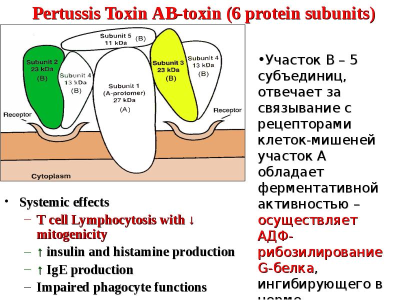 Bordetella pertussis igm положительно. Антигены бордетелла пертуссис. Антигенная структура бордетелла пертуссис. Бордетелла пертуссис таксономия. Бордетелл коклюша механизм действия.