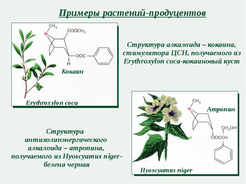 Культурные растения в медицине