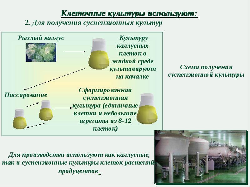 Культура клеток растений