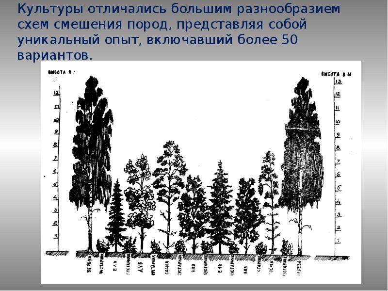 Схема лесных культур