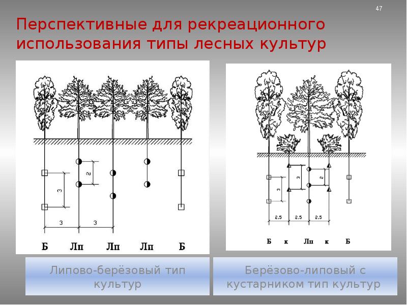 План лесных насаждений