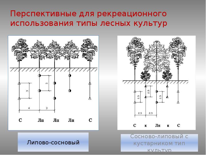 Обследование площадей подлежащих закультивированию составление проекта лесных культур