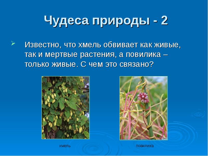 Повилика консумент. Корни присоски повилика. Растение повилика фото и описание. Хмель повилика. Повилика среда обитания.