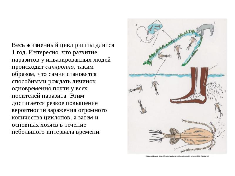 Схема цикла развития ришты