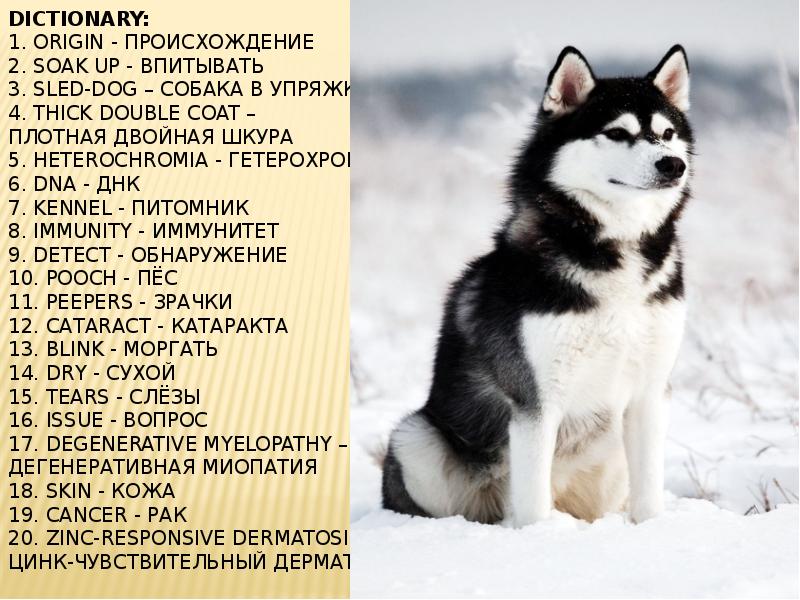 Dictionary: 1. Origin - Происхождение 2. Soak up - Впитывать 3.