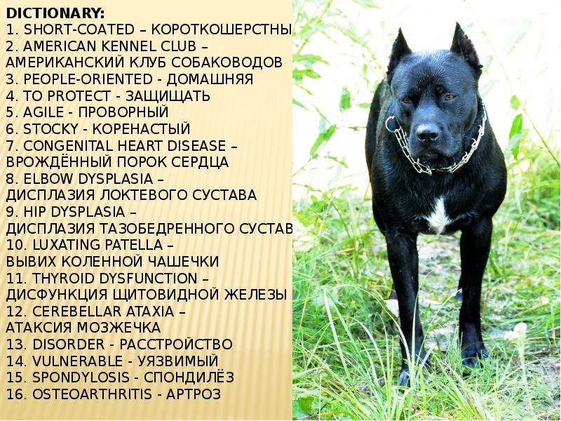 Dictionary: 1. Short-coated – Короткошерстный 2. American Kennel Club – 