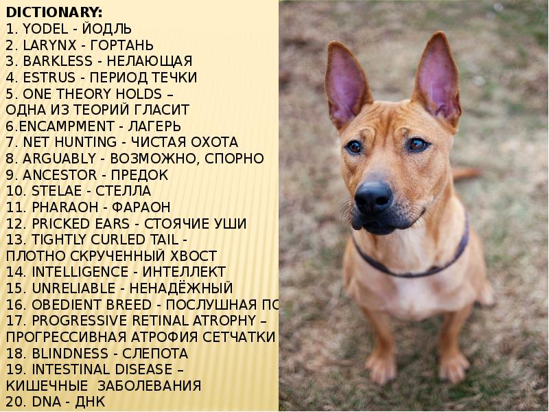 Dictionary: 1. Yodel - Йодль 2. Larynx - Гортань 3. Barkless