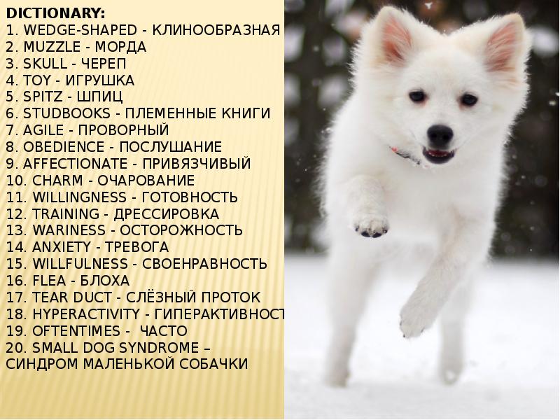 Dictionary: 1. Wedge-shaped - Клинообразная 2. Muzzle - Морда 3. Skull