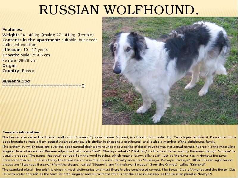 Russian Wolfhound.  Features: Weight: 34 - 48 kg. (male); 27