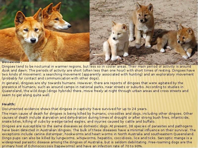 Behaviour: Dingoes tend to be nocturnal in warmer regions, but less