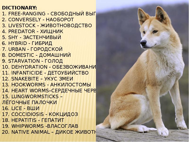 &nbsp; Dictionary: 1. free-ranging - Свободный выгул 2. Conversely - Наоборот