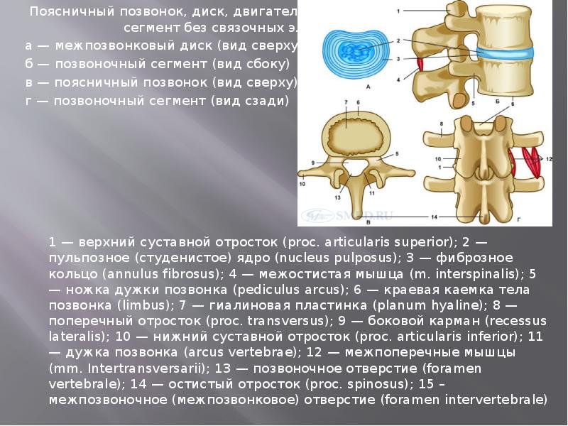 Поясничный позвонок, диск, двигательный Поясничный позвонок, диск, двигательный