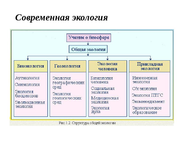 Разделы современной. Структура общей экологии. Структура экологии человека. Структура общей экологии схема. Какова структура экологии.