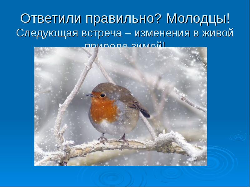 Явления живой природы зимой 2 класс. Живая природа зимой презентация. Изменения в живой природе зимой. Наблюдения в живой природе зимой. Живая природа зимой окружающий мир.