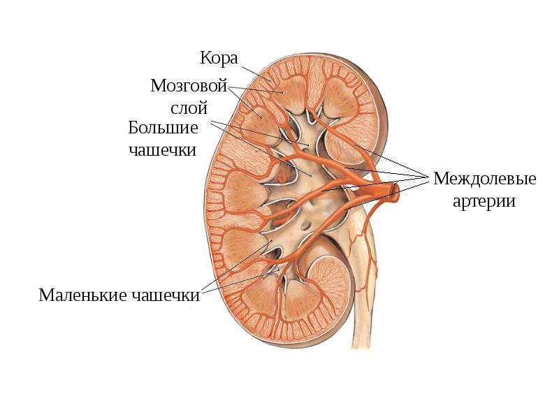 Почечная лоханка картинка