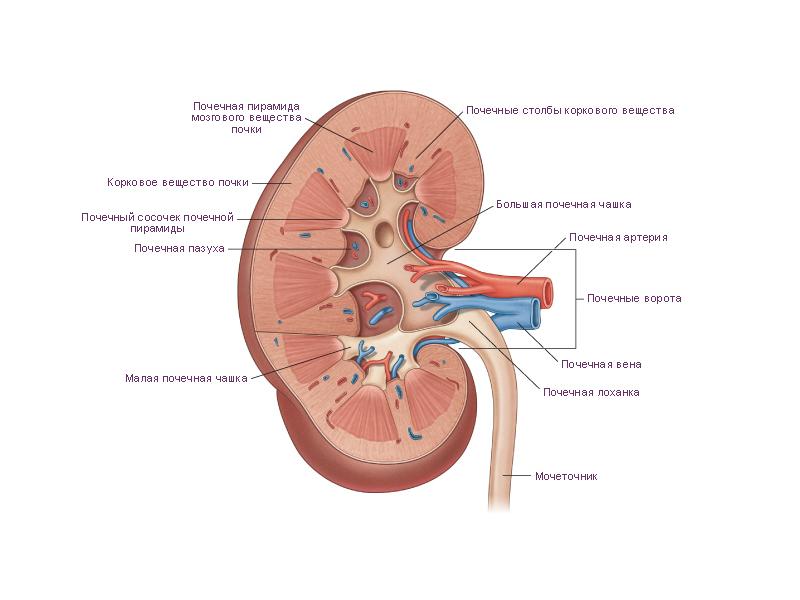 Почечная пирамида рисунок