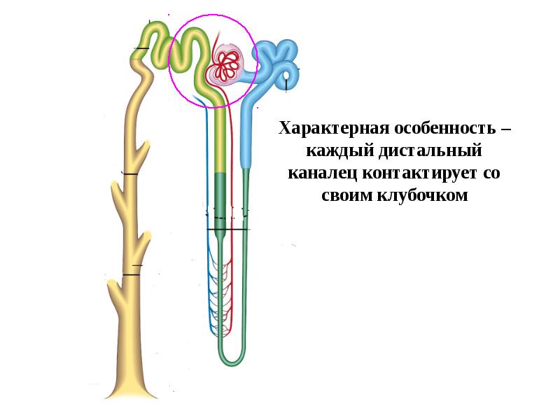 Дистальный извитой каналец. Дистальный каналец. Особенностью функции канальцев почек у детей является. Извитой каналец. Первичная моча образуется путем фильтрации из плазмы крови да или нет.